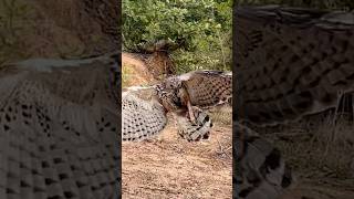 How hawk eagle fly down hunt bird of prey 🦅#comment #like #birds #youtubeshorts #youtubechannel