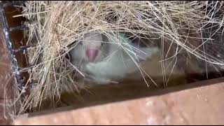 Download Lagu Love bird na kamal nesting sabko hairan kar diya 😳😳 #lovebirdnesting #nestingbird #lovebirds  MP3