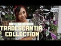 Jewelyn's Collective: Tradescantia Collection | Sept 2019 | ILOVEJEWELYN