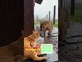 The Bravest Mother Cat 🐈 vs. A Wild Leopard 🐆 ! 😱가장 용감한 어미 고양이 🐈 vs 야생 표범 🐆!😱最も勇敢な母猫 🐈 vs 野生のヒョウ 🐆！😱