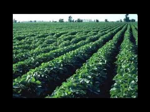 اسرار زراعة الفول الاخضر وكيفية زيادة المحصول ميعاد الزراعه