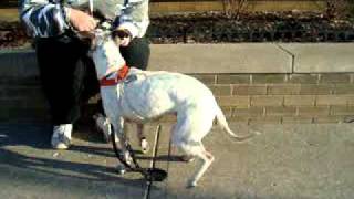 Princess-Available At The Humane Society Of Missouri