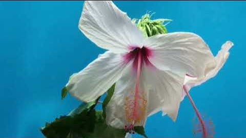 تلاوة رائعة تريح الأعصاب لسورة البقرة "شيخ ابراهيم الجبرين"