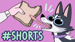 My dog is odd. (shorts version)