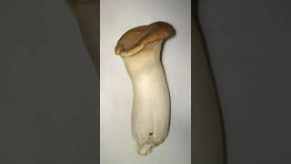 Top 10 Health Benefits Of King Oyster White Trumpet Mushrooms Mushroom Health Benefits
