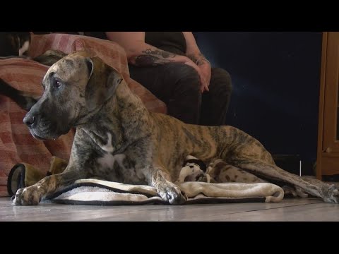 This Virginia Great Dane gave birth to 21 puppies in 27 hours