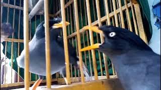 DENGAR SUARA INI JALAK BISU LANGSUNG TERIAK√Ryan01