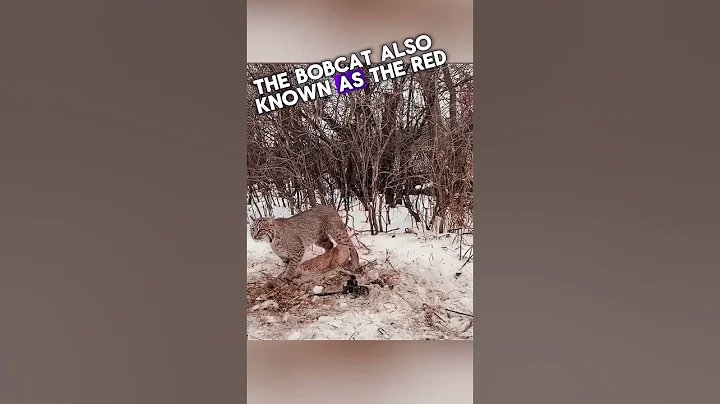 Video 9815981: american shorthair, american bengal, bengal abyssinian, animal rescue cats, rescue animals wildlife