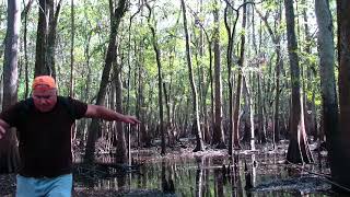 TREE KNOCKS in the DEEP SWAMP