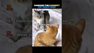 Ranking Top 5 Best Cat Reactions | Funny Cat Videos #shorts #trending #shortsfeed #cat #viral #funny