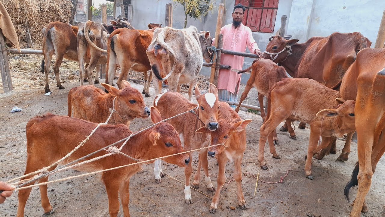 আজ ২৭/২/২৬ | লাভজনক গরু! কমদামের মধ্যে বাছুরসহ গাভী গরুর প্যাকেজ | দিনাজপুর 