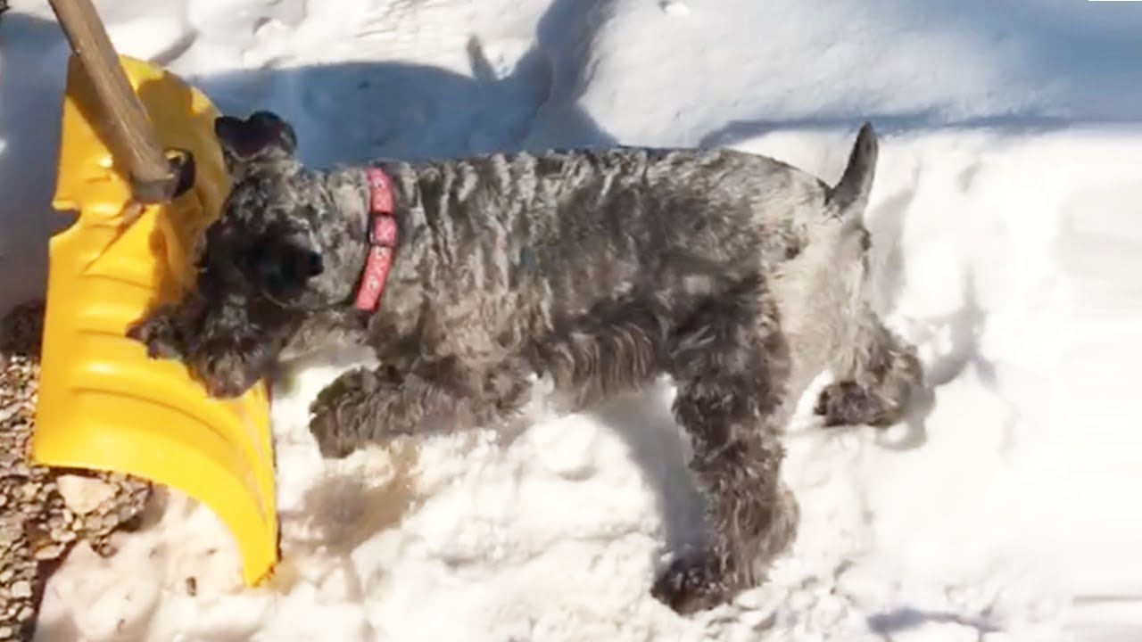 springboard Dog has had enough with winter and takes it out on the shovel