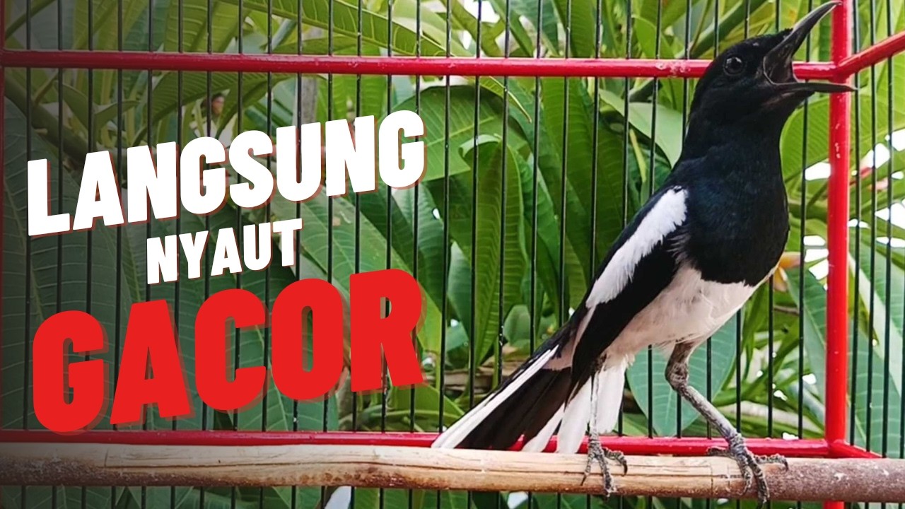 SUARA KACER NGEPLONG GACOR INI AMPUH BIKIN KACER APASAJA MALAS BUNYI, BAHAN LANGSUNG NYAUT!