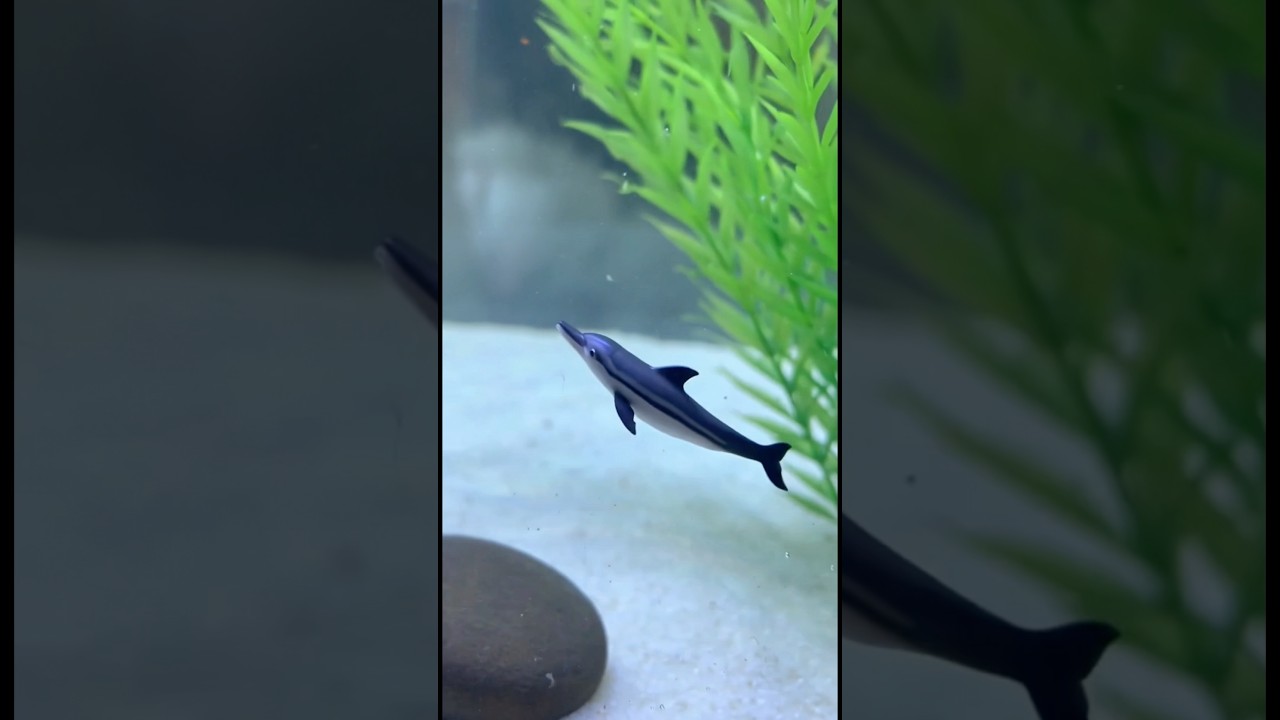 Keeping a Mini Dolphin Inside an Aquascape – Dream or Reality? 🐬✨