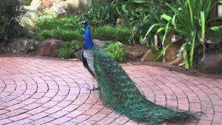 pfau peacock