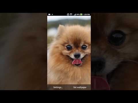 ポメラニアン犬の壁紙 Google Play のアプリ