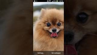 pomeranian dog wallpaper screenshot 4