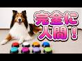 僕に注目して~!ため息つきたくなる瞬間【会話ボタンでしゃべる犬】 #shorts #犬
