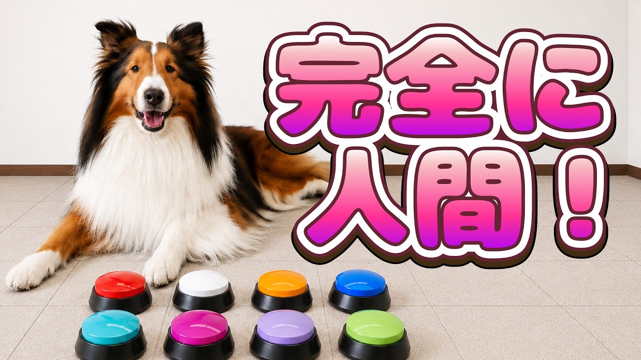 僕に注目して~!ため息つきたくなる瞬間【会話ボタンでしゃべる犬】 #shorts #犬