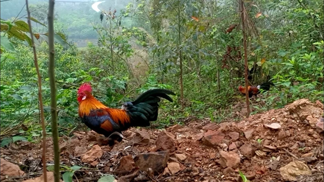 Bẫy Gà Rừng Tai Đỏ Miền Bắc Kèo Quá Nhanh Không Tưởng | Hoàng Thắng