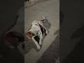 hardik ja raha hai tomy ko roti khilane