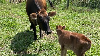 Look Who Showed Up Me We Bought A Milking Machine