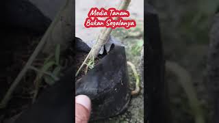 Subur Tanpa Media Tanam