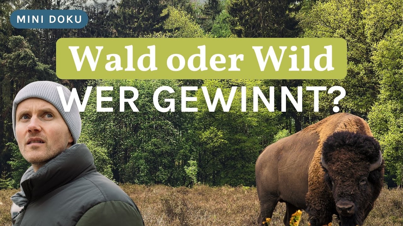 Megaherbivoren-Theorie oder doch WaldLand? Wie würde es wirklich aussehen in Deutschland?