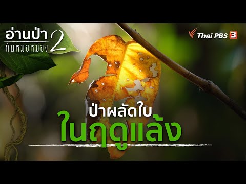 วีดีโอ: ข้อเท็จจริงที่น่าสนใจสามประการเกี่ยวกับป่าผลัดใบคืออะไร?