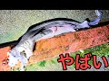 【地震と深海魚】東京湾の漁港で怪物ラブカに遭遇??