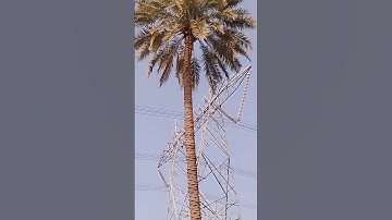 200 Feet Old Date Tree😱😯 #shorts #khajoor #dates #shortvideo #viral