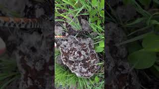 Eastern Milk snake (Lampropeltis triangulum) #shorts #milksnake #snake #outdoors #hiking