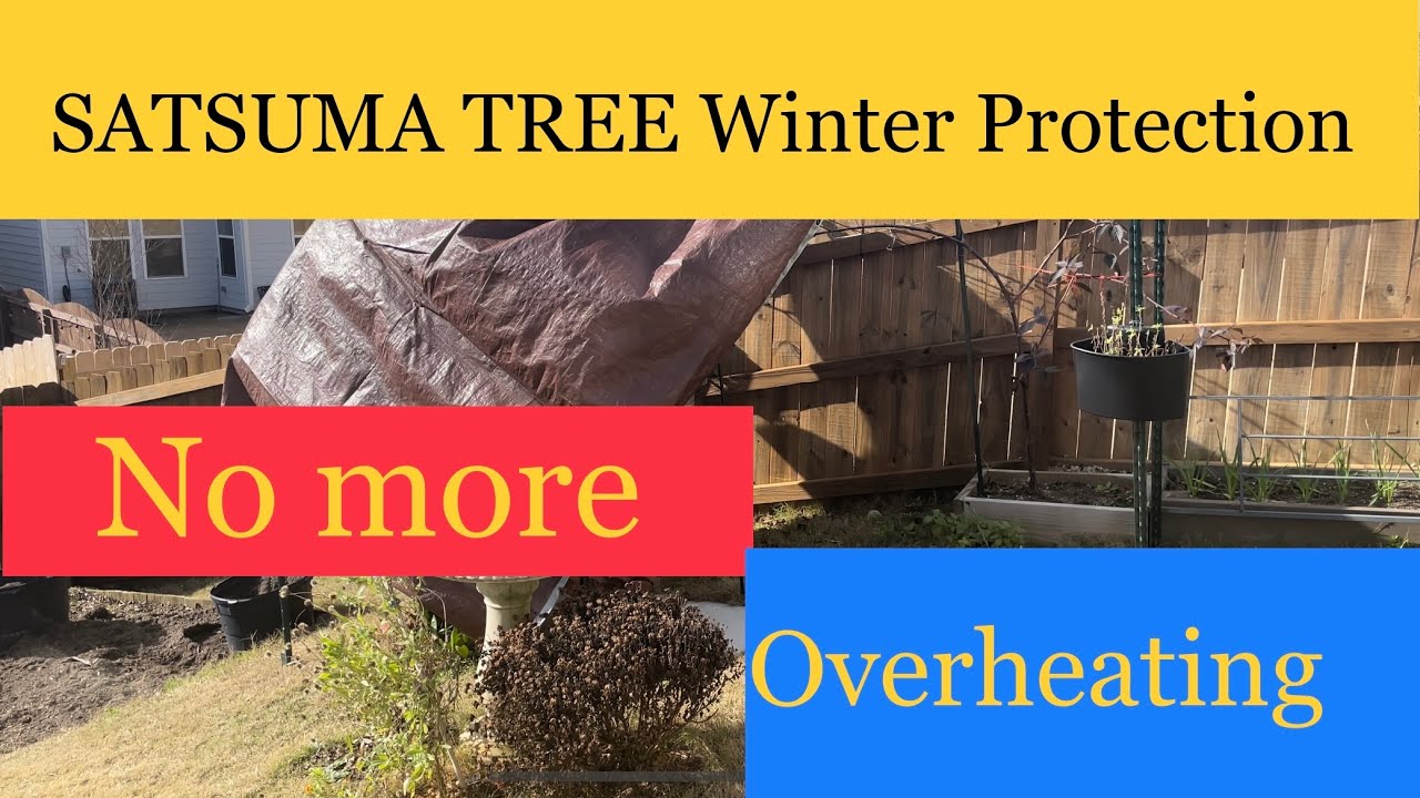 Tried a new method to protect my Satsuma tree this winter. YouTube