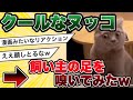 【2ch動物スレ】飼い主の足を嗅いでみたネコさんww