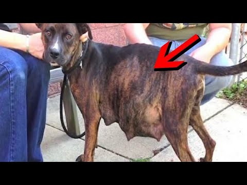 Video: 5 slimste hondenrassen gekozen door dierenartsen
