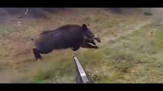 SELENDİ ÜTÜK YABAN DOMUZ AVI AVI (Turkey Wild Boar Hunt)