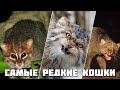 ТОП 10 Самых Опасных Пород Кошек в Мире. Животные, о которых вы могли не знать