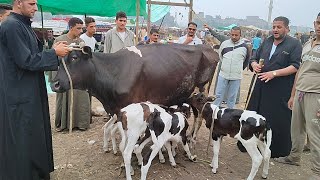 أسعار البقر الحلوب من الدرجه الاولي في سوق قويسنا للمواشي اليوم