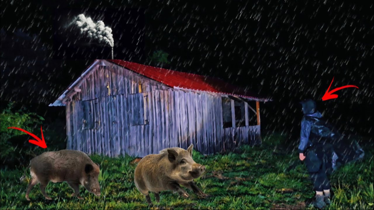 Ночью попал под сильный ливень и оказался в стаде свиней, прячась в заброшенной хижине 6 дней.
