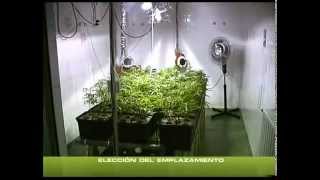 COME COLTIVARE INDOOR ¦ TUTORIAL ITALIANO ¦ 1 PARTE ¦ KUSHWEED