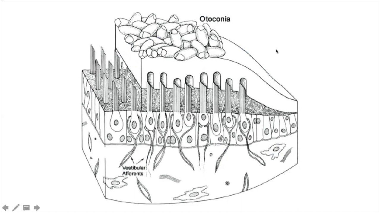 Vestibular System Anatomy and Physiology
