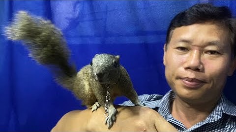 Sóc bông và kinh nghiệm cần biết @cutesquirrels