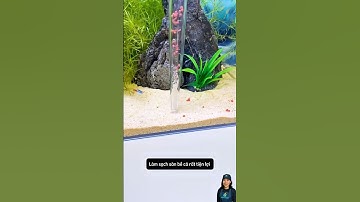 Ống hút cặn bằng bóng hơi làm sạch rác cho bể cá nhỏ nhanh chóng dễ sử dụng #aquatic #shorts