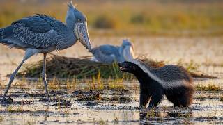 The Honey Badger Didnt Destroy The Nest Something Worse Did