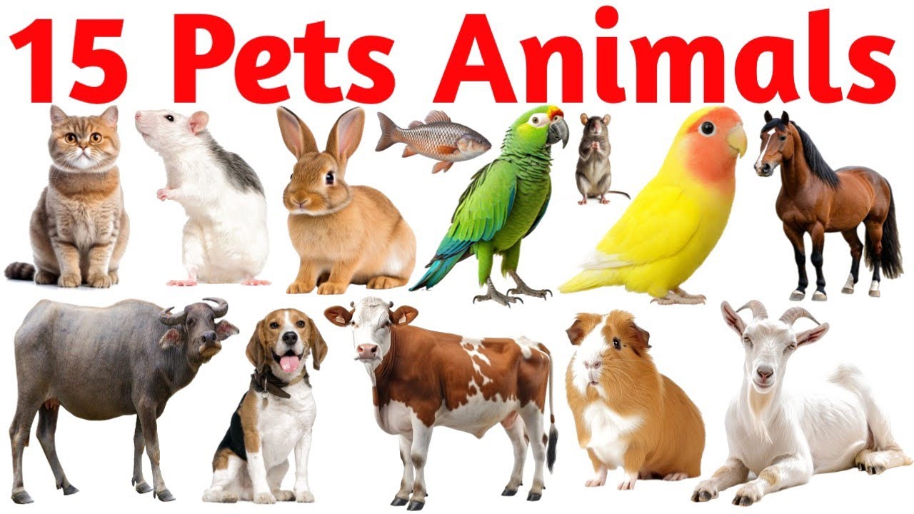 Learn Pet Animals Names for Kids 🐶🐱🐮 | Domestic Animals & Birds | Kids Learning Video