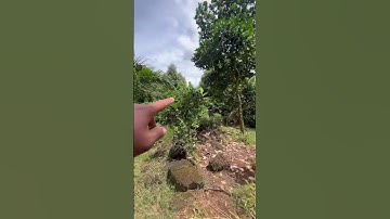 Có việc về lại Sài Gòn anh chủ cần bán mảnh nhà vườn trái cây đủ loại 8.000m2  tại Phú Hòa Đồng Nai