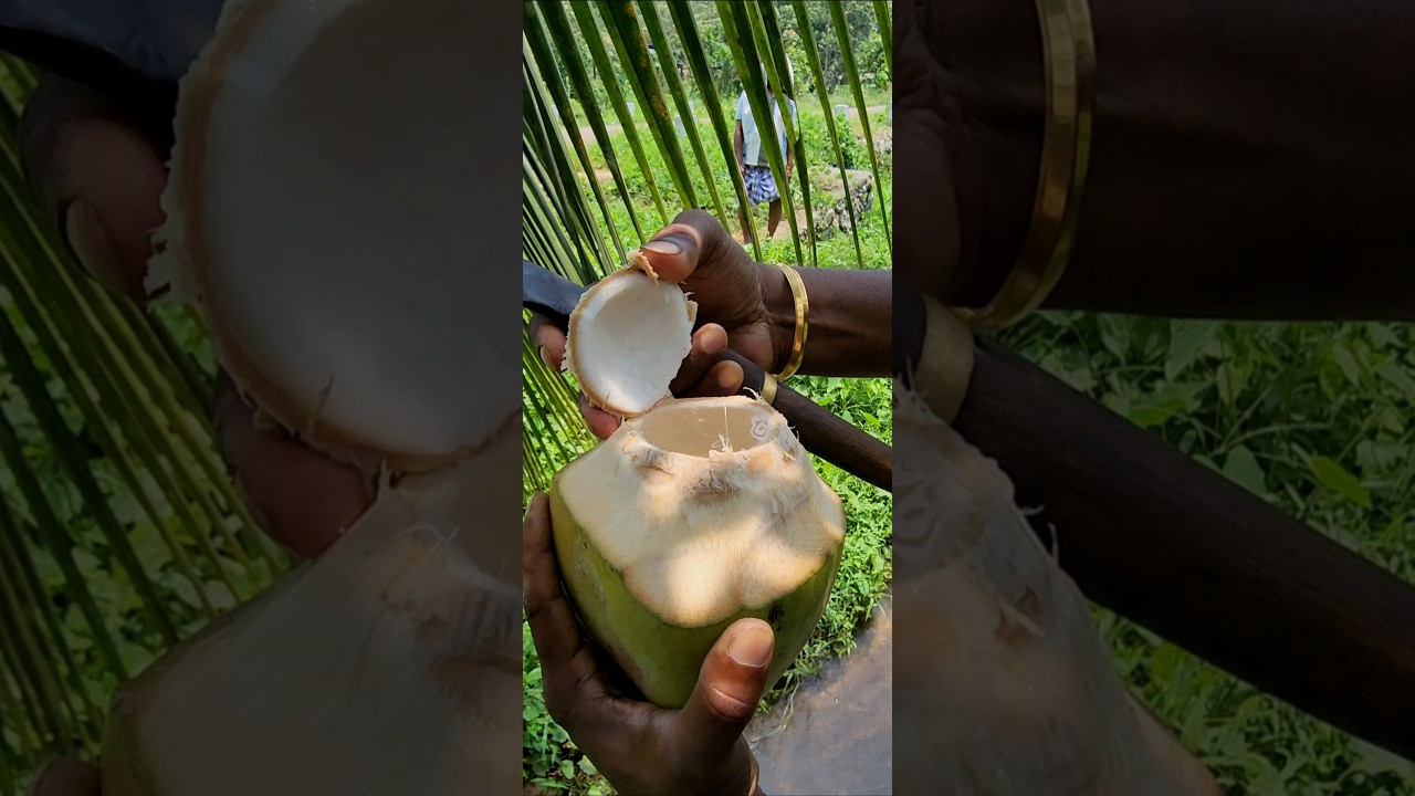 Coconut Ninja Mode: Pluck, Slice, Chug – Kerala Style Refreshment 