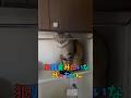 犯罪者みたいなみぃちゃん😸