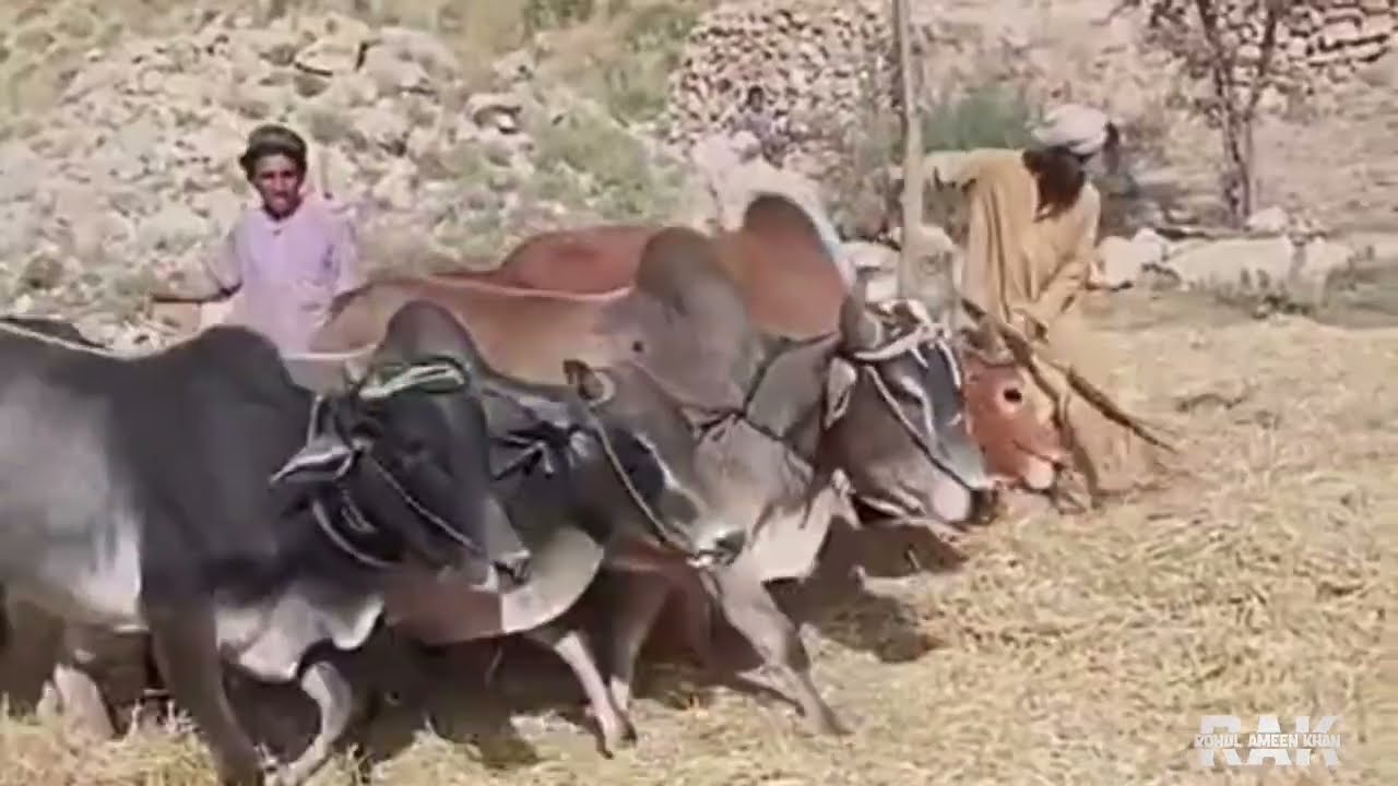 Before thrasure wheat cutting /wheat harwisting/before new technology