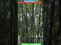 TULDA BAMBOO #news #kissan #bambooacademy #bambooacademy #tamilnadu #bamboo #shortsfeed #newvideo